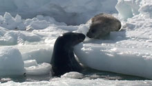 why study weddell seals?